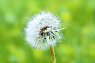 Close-up of dandelion seeds on green natural background. Macro.Green blur bokeh background.