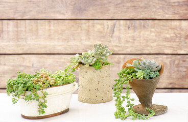 Mix of green crassula succulent plant arrangement pots on white table and wooden background