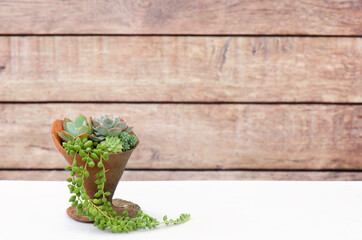 Mix of green echeveria succulent plants arrangement in ice cream cone shape clay pot on white table wooden background