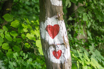 Novi Sad, Serbia - May 31. 2020: Painted markings on the trees of the forest of Fruska Gora