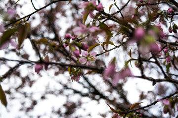 Beautiful Spring Cherry blossoms over blue sky. pink flowers. Blossoming cherry trees at Shillong Golf Course,
