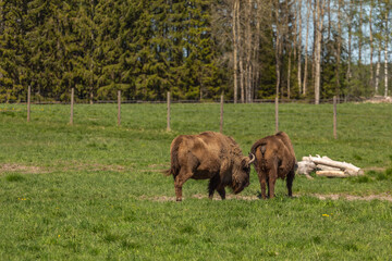 Herd of Buffalo on a green meadow in Sweden national park. Selective focus.