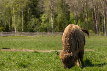 Buffalo on a green meadow in Sweden national park