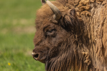 Fototapeta premium Portrait of a bison walking in a green meadow in Sweden national parks