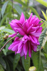 pink and purple flower