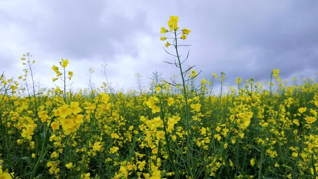 Field of yellow rape flowers. Biodiesel from rapeseed