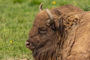 a huge buffalo lie on the grass, resting after a hearty lunch