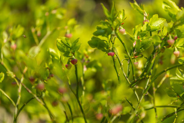 unripe reddish blueberries on green bushes in early summer In the rays of sunlight. Spider in the background. Spider in defocus. Selective focus, blurred background