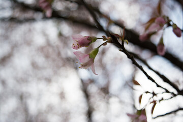 Beautiful Spring Cherry blossoms over blue sky. pink flowers. Blossoming cherry trees at Shillong Golf Course,
