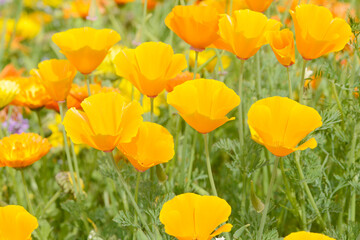 Eschscholzia californica poppy in the flower field in the nature - 355123362