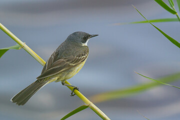 Lavandera boyera (Motacilla flava), sobre la caña con fondo azul en Noruega.