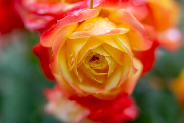 yellow rose with water drops, soft focus, velvet glow