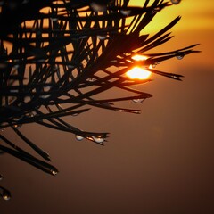 gałązka sosny na tle wschodzącego słońca