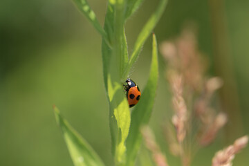 Obraz premium ナナホシテントウ