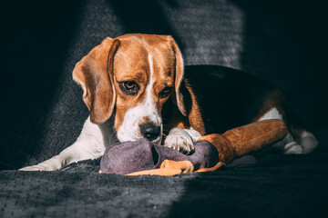 A cute beagle dog lies on a gray sofa with a soft toy. sunlight from the window. expressive look. close-up