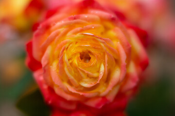 Fototapeta na wymiar yellow rose with water drops, close up, velvet glow, soft focus