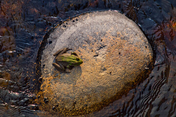 Common water frog on top of a big pebble in river Inguri, Georgia.