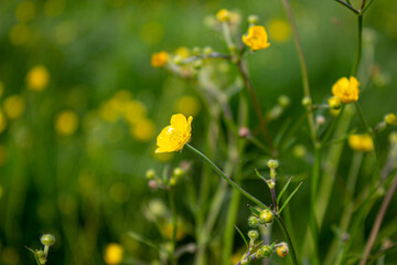 Yellow flower in a green field. Beautiful and quiet environment.