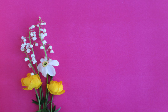 Bright spring flower arrangement. White daffodils and yellow flowers of trolius europaeus on a pink background. Background for spring greeting cards, invitations