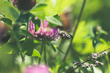アカツメクサ（ムラサキツメクサとも呼びます）と蜜蜂