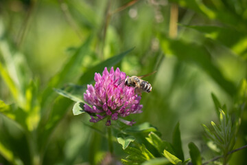 アカツメクサ（ムラサキツメクサとも呼びます）と蜜蜂