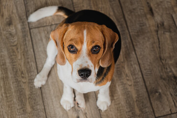 Beagle dog sitting on a wooden floor and looks up. expressive eyes, nose