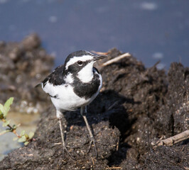 Pied Wagtail in the Kruger Park
