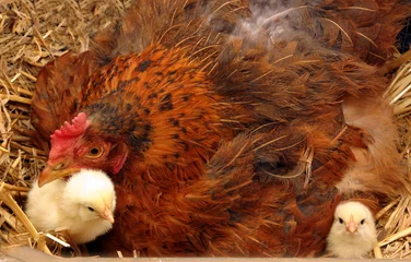 Rugzak Mother broody hen and newly hatched chickens © Martin