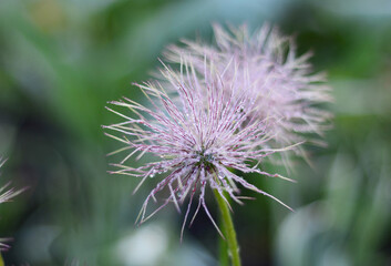 A close-up on a beautiful wild pulsatilla patens, eastern pasque flower, anemone multifida, cutleaf anemone flower head after blooming forming seeds in spring.