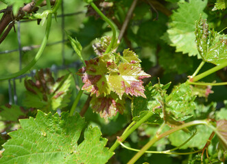 The grapevine is affected with fungal disease, Anthracnose disease and needs treatment.