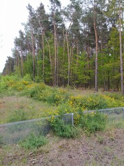 drzewa i ż&oacute;łte kwiaty