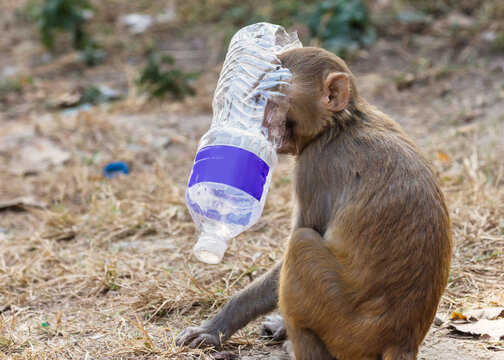 Animals Eating Plastic