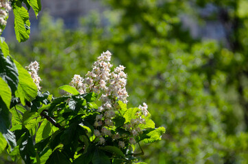White chestnut flowers in the background of a beautiful bokeh during flowering