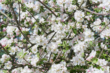 Apple tree blossom close-up. White apple flower on natural blue background.