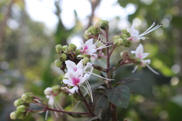 magnolia tree blossom