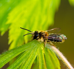 Macro of a bee on a plant