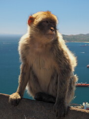 A Barbary Macaque ape looks out intently from the Rock of Gibraltar