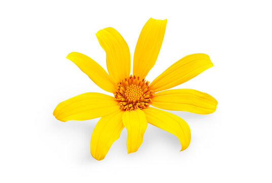 Yellow Flower Isolated On White With Patch