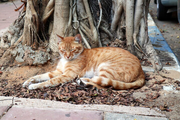 Cat at the roots of a tree