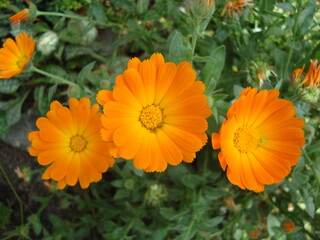 Marigold Flowers