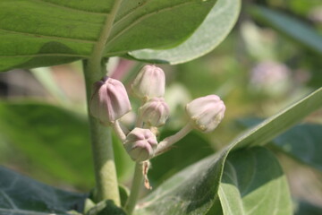pink and white magnolia