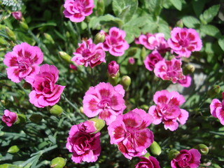 Obraz na płótnie Canvas Pink flowers in a garden