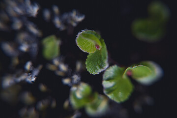 Fleurs macro Islande