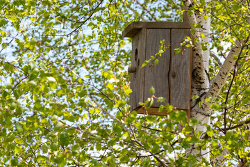 A bird house in the sun among the trees. This file is cleaned and retouched.