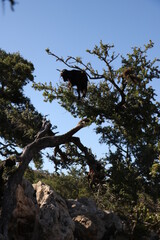 chèvre broutant dans un arganier  
