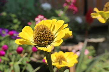 bee on yellow flower