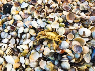 crayfish crab with colorful seashells on beach
