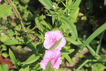pink flower in the garden