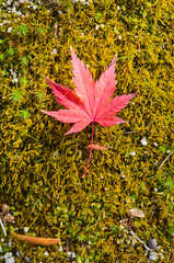 Maple Leaves On Star Moss