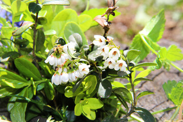 Lingonberry bush with flowers and new leaves. lingonberry leaf